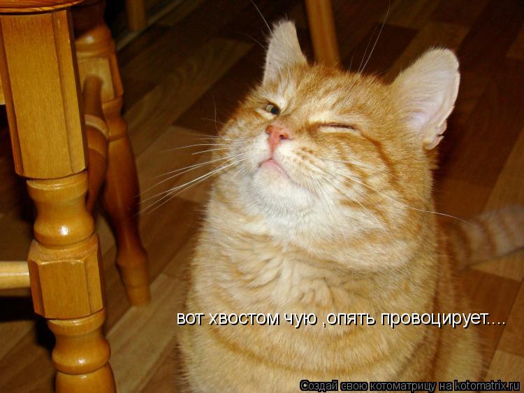 вот хвостом чую ,опять провоцирует....... Котоматрица: вот хвостом чую ,опять провоцирует....