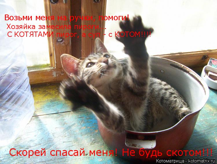 Возьми меня на ручки, помоги! Хозяйка замесила пироги... С КОТЯТАМИ пирог, а суп - с КОТОМ!!!! Скор... Котоматрица: Возьми меня на ручки, помоги! Хозяйка замесила пироги... С КОТЯТАМИ пирог, а суп - с КОТОМ!!!! Скорей спасай меня! Не будь скотом!!!