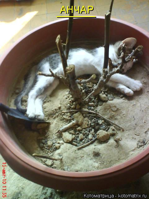 АНЧАР _______... Котоматрица: АНЧАР _______