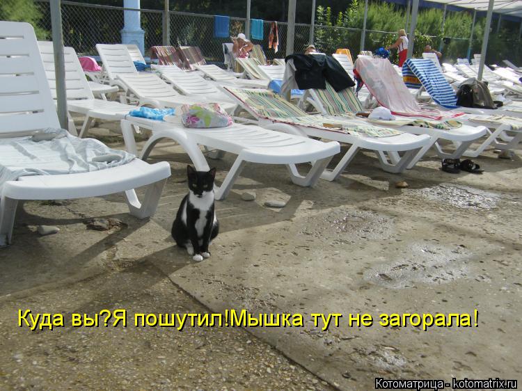 Куда вы?Я пошутил!Мышка тут не загорала!... Котоматрица: Куда вы?Я пошутил!Мышка тут не загорала!