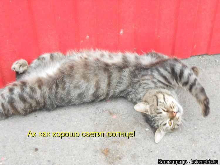 Ах как хорошо светит солнце!... Котоматрица: Ах как хорошо светит солнце!