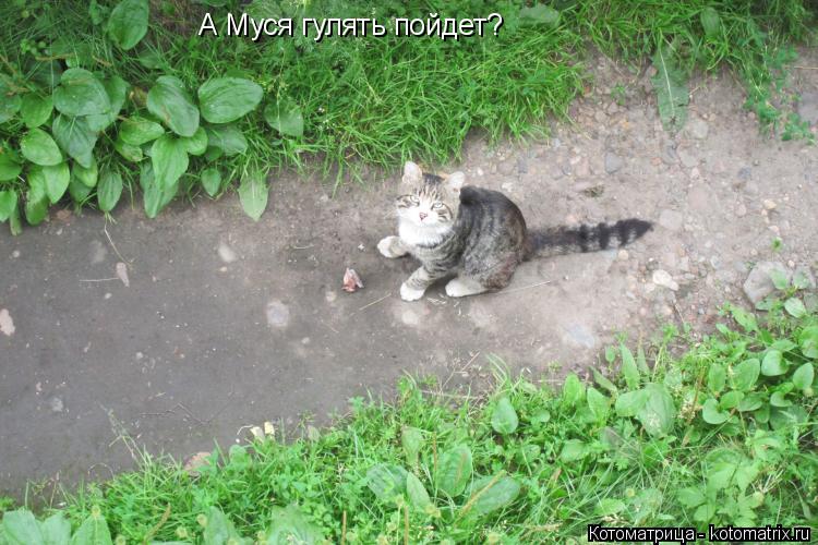 А Муся гулять пойдет?... Котоматрица: А Муся гулять пойдет?