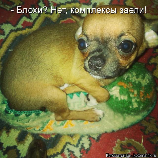 - Блохи? Нет, комплексы заели!... Котоматрица: - Блохи? Нет, комплексы заели!