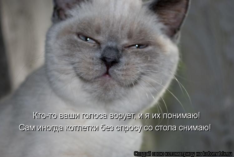 Кто-то ваши голоса ворует, и я их понимаю! Сам иногда котлетки без спросу со стола снимаю!... Котоматрица: Кто-то ваши голоса ворует, и я их понимаю! Сам иногда котлетки без спросу со стола снимаю!