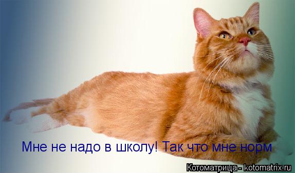 Мне не надо в школу! Так что мне норм... Котоматрица: Мне не надо в школу! Так что мне норм