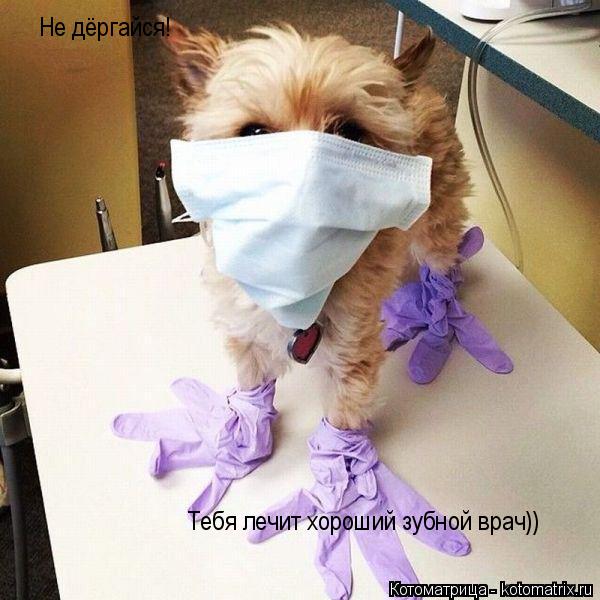 Не дёргайся! Тебя лечит хороший зубной врач))... Котоматрица: Не дёргайся! Тебя лечит хороший зубной врач))