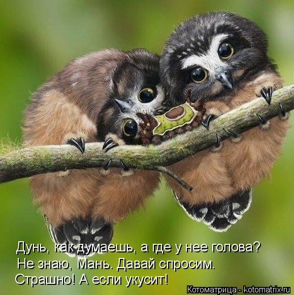 Дунь, как думаешь, а где у нее голова? Не знаю, Мань. Давай спросим. Страшно! А если укусит!... Котоматрица: Дунь, как думаешь, а где у нее голова? Не знаю, Мань. Давай спросим. Страшно! А если укусит!