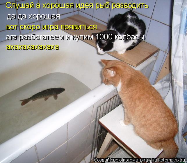 Слушай а хорошая идея рыб разводить да да хорошая вот скоро икра появиться ага разбогатеем и купим 10... Котоматрица: Слушай а хорошая идея рыб разводить да да хорошая вот скоро икра появиться ага разбогатеем и купим 1000 колбасы ахахахахахаха