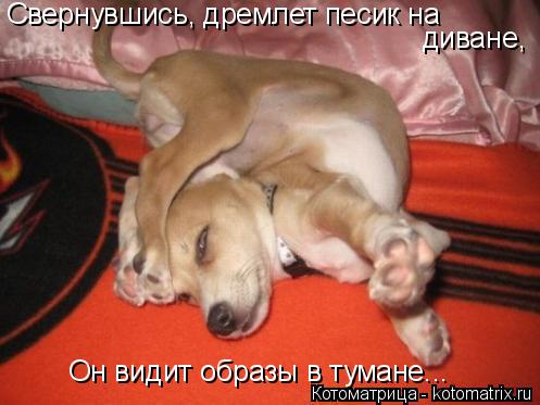 Свернувшись, дремлет песик на диване, Он видит образы в тумане...... Котоматрица: Свернувшись, дремлет песик на диване, Он видит образы в тумане...