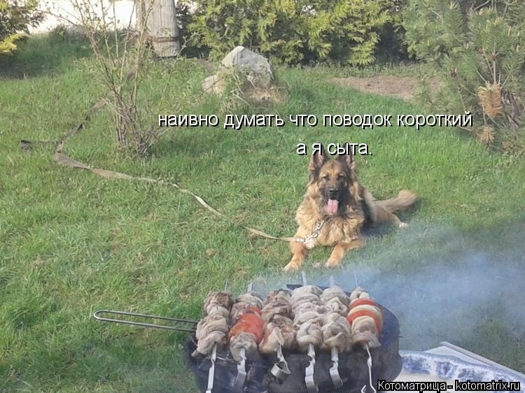 наивно думать что поводок короткий а я сыта.... Котоматрица: наивно думать что поводок короткий а я сыта.