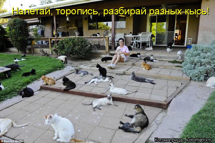 Налетай, торопись, разбирай разных кысь!... Котоматрица: Налетай, торопись, разбирай разных кысь!