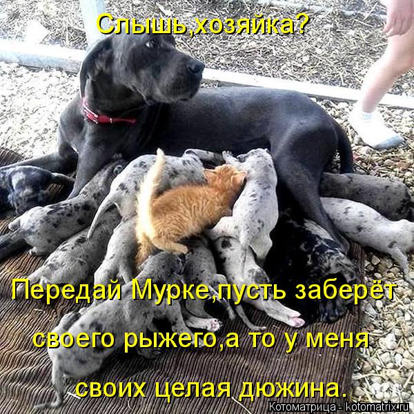Слышь,хозяйка? Передай Мурке,пусть заберёт своего рыжего,а то у меня своих целая дюжина.... Котоматрица: Слышь,хозяйка? Передай Мурке,пусть заберёт своего рыжего,а то у меня своих целая дюжина.