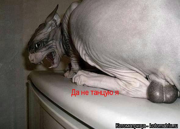 Да не танцую я... Котоматрица: Да не танцую я