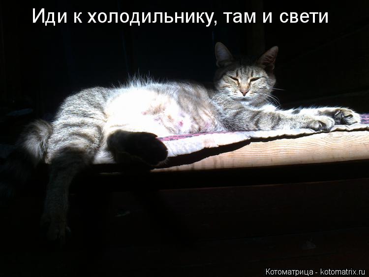 Иди к холодильнику, там и свети... Котоматрица: Иди к холодильнику, там и свети