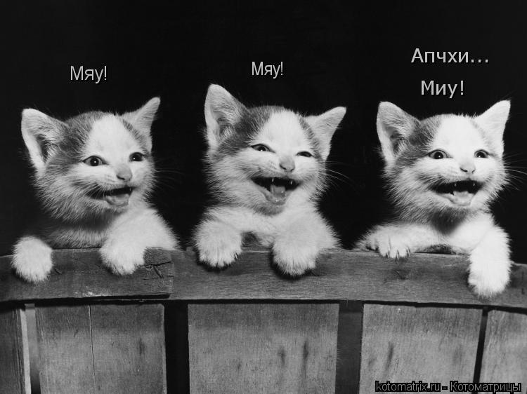 Мяу! Мяу! Апчхи... Миу!... Котоматрица: Мяу! Мяу! Апчхи... Миу!