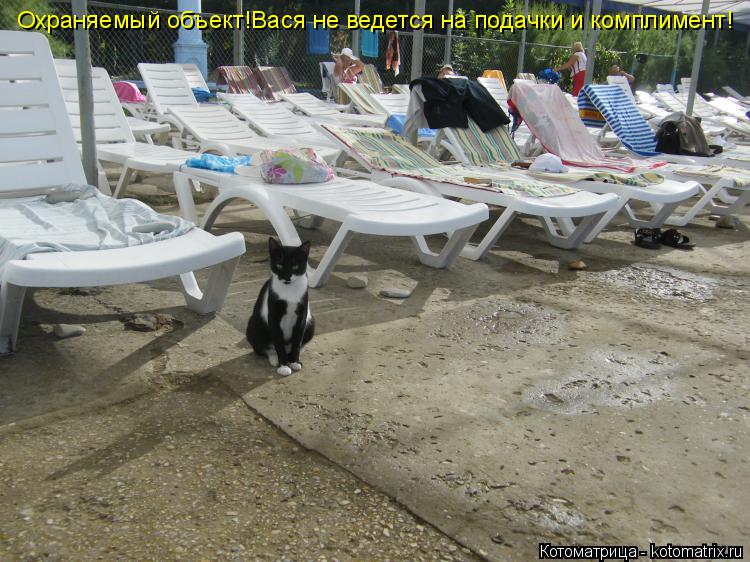 Охраняемый объект!Вася не ведется на подачки и комплимент!... Котоматрица: Охраняемый объект!Вася не ведется на подачки и комплимент!