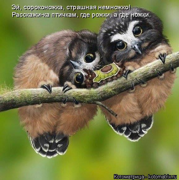 Эй, сороконожка, страшная немножко! Расскажи-ка птичкам, где рожки, а где ножки.... Котоматрица: Эй, сороконожка, страшная немножко! Расскажи-ка птичкам, где рожки, а где ножки.