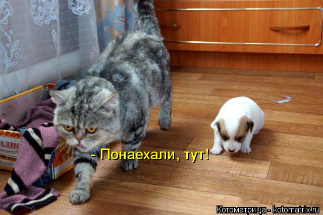 - Понаехали, тут!... Котоматрица: - Понаехали, тут!