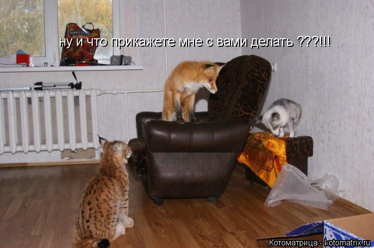 ну и что прикажете мне с вами делать ???!!!... Котоматрица: ну и что прикажете мне с вами делать ???!!!