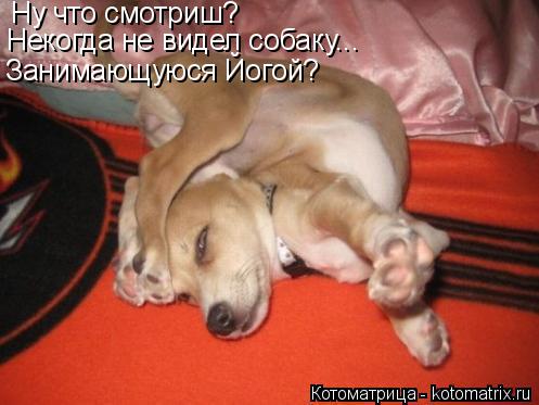 Ну что смотриш? Некогда не видел собаку... Занимающуюся Йогой?... Котоматрица: Ну что смотриш? Некогда не видел собаку... Занимающуюся Йогой?