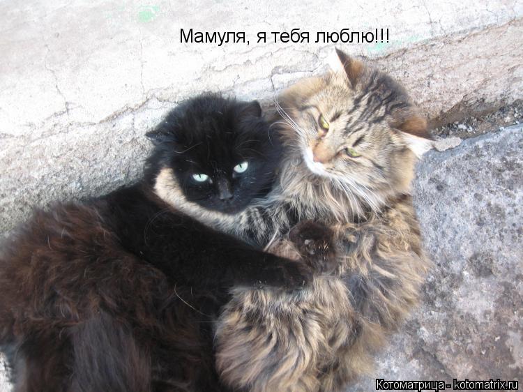 Мамуля, я тебя люблю!!!... Котоматрица: Мамуля, я тебя люблю!!!