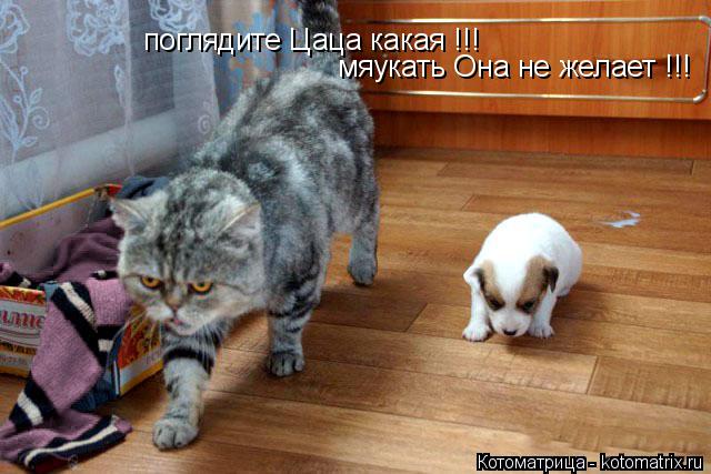 поглядите Цаца какая !!! мяукать Она не желает !!!... Котоматрица: поглядите Цаца какая !!! мяукать Она не желает !!!