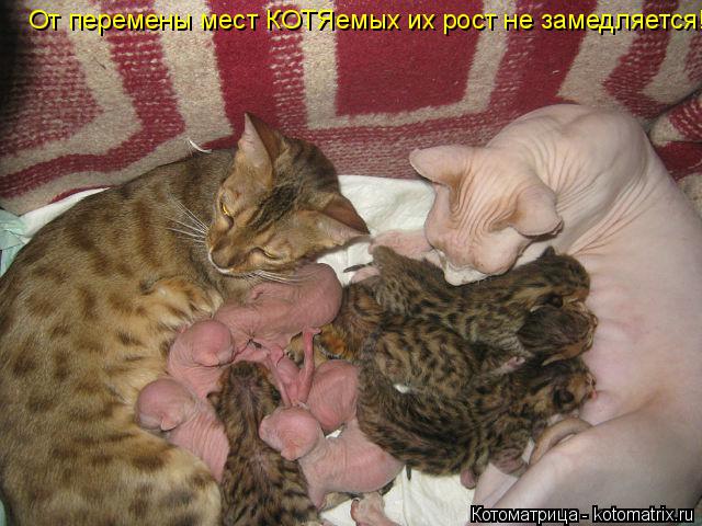 От перемены мест КОТЯемых их рост не замедляется!... Котоматрица: От перемены мест КОТЯемых их рост не замедляется!