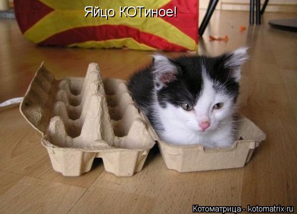 Яйцо КОТиное!... Котоматрица: Яйцо КОТиное!