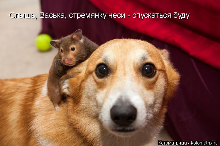 Слышь, Васька, стремянку неси - спускаться буду... Котоматрица: Слышь, Васька, стремянку неси - спускаться буду
