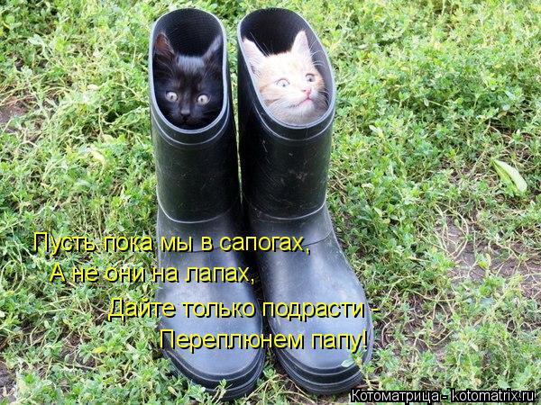 Пусть пока мы в сапогах, А не они на лапах, Дайте только подрасти - Переплюнем папу!... Котоматрица: Пусть пока мы в сапогах, А не они на лапах, Дайте только подрасти - Переплюнем папу!