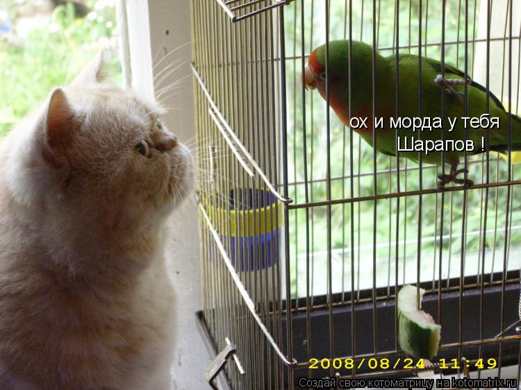 ох и морда у тебя Шарапов !... Котоматрица: ох и морда у тебя Шарапов !