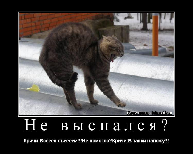Не выспался? Кричи:Всееех съеееем!!!Не помогло?Кричи:В тапки наложу!!!... Котоматрица: Не выспался? Кричи:Всееех съеееем!!!Не помогло?Кричи:В тапки наложу!!!