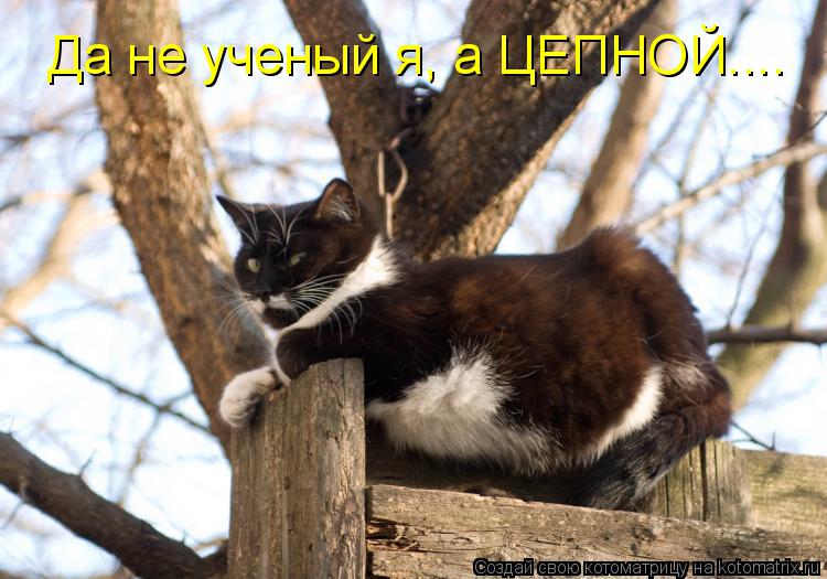 Да не ученый я, а ЦЕПНОЙ....... Котоматрица: Да не ученый я, а ЦЕПНОЙ....