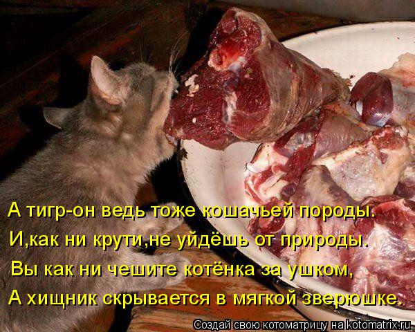 Котоматрица: А тигр-он ведь тоже кошачьей породы. И,как ни крути,не уйдёшь от природы. Вы как ни чешите котёнка за ушком, А хищник скрывается в мягкой звер