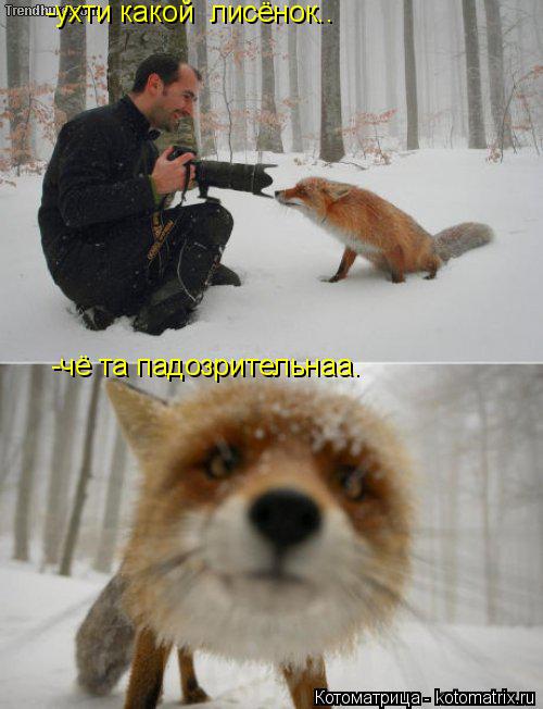 -ухти какой лисёнок.. -чё та падозрительнаа.... Котоматрица: -ухти какой лисёнок.. -чё та падозрительнаа.