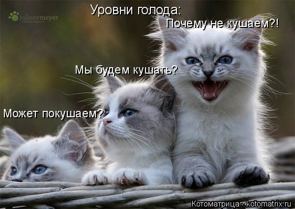 Уровни голода: Может покушаем? Мы будем кушать? Почему не кушаем?!... Котоматрица: Уровни голода: Может покушаем? Мы будем кушать? Почему не кушаем?!