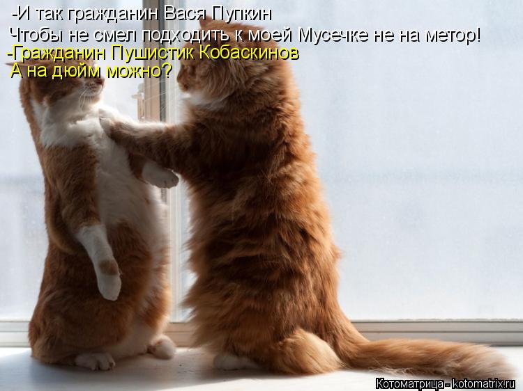 -И так гражданин Вася Пупкин Чтобы не смел подходить к моей Мусечке не на метор! -Гражданин Пушистик ... Котоматрица: -И так гражданин Вася Пупкин Чтобы не смел подходить к моей Мусечке не на метор! -Гражданин Пушистик Кобаскинов А на дюйм можно?