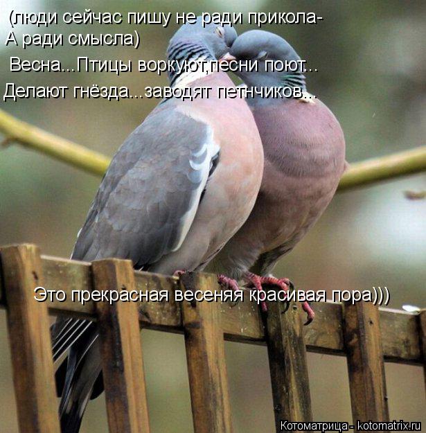 (люди сейчас пишу не ради прикола- А ради смысла) Весна...Птицы воркуют,песни поют... Делают гнёзда..... Котоматрица: (люди сейчас пишу не ради прикола- А ради смысла) Весна...Птицы воркуют,песни поют... Делают гнёзда...заводят петнчиков... Это прекрасная весеня