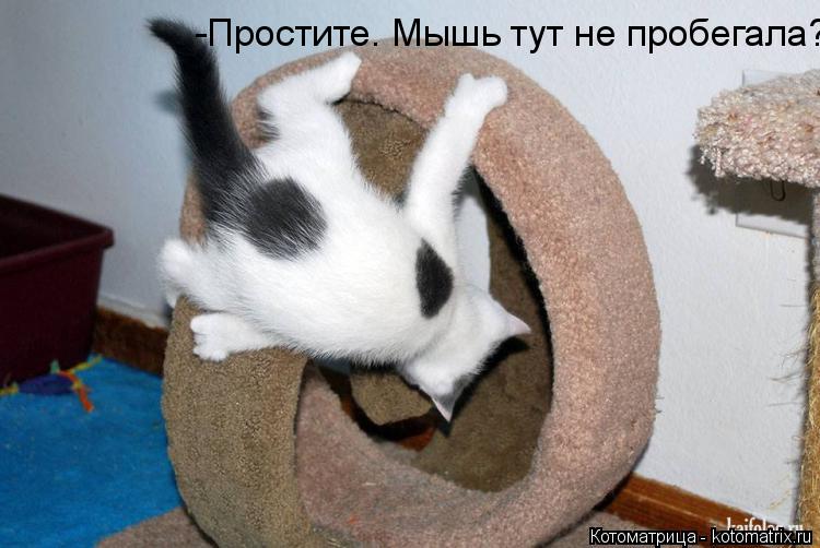 -Простите. Мышь тут не пробегала?... Котоматрица: -Простите. Мышь тут не пробегала?