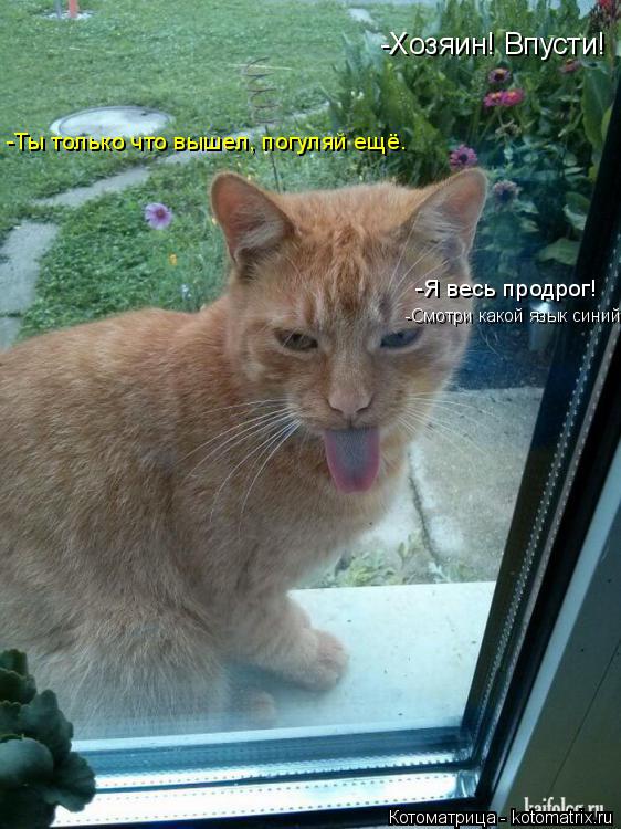 -Хозяин! Впусти! -Ты только что вышел, погуляй ещё. -Я весь продрог! -Смотри какой язык синий!... Котоматрица: -Хозяин! Впусти! -Ты только что вышел, погуляй ещё. -Я весь продрог! -Смотри какой язык синий!