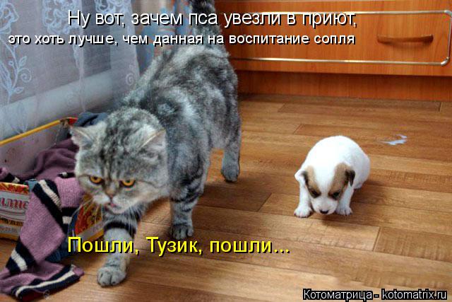 Ну вот, зачем пса увезли в приют, это хоть лучше, чем данная на воспитание сопля Пошли, Тузик, пошли.... Котоматрица: Ну вот, зачем пса увезли в приют, это хоть лучше, чем данная на воспитание сопля Пошли, Тузик, пошли...