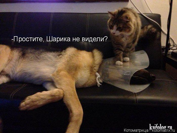 -Простите, Шарика не видели?... Котоматрица: -Простите, Шарика не видели?