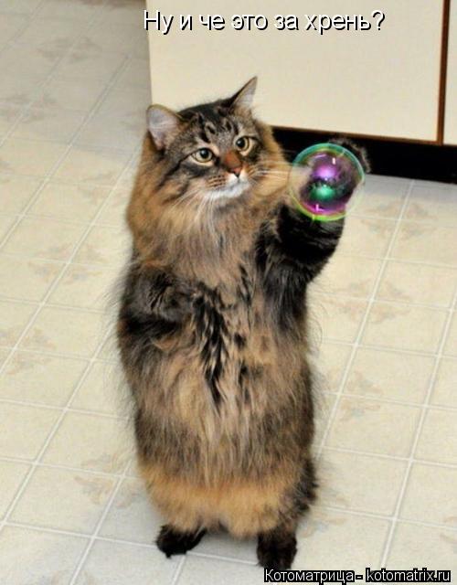 Ну и че это за хрень?... Котоматрица: Ну и че это за хрень?