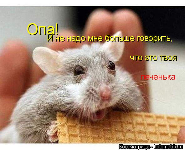 Опа! И не надо мне больше говорить, что это твоя печенька... Котоматрица: Опа! И не надо мне больше говорить, что это твоя печенька
