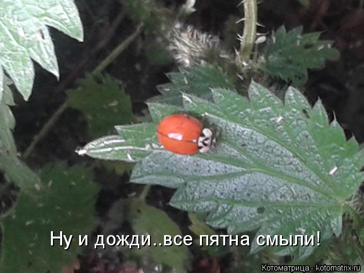 Ну и дожди..все пятна смыли!... Котоматрица: Ну и дожди..все пятна смыли!