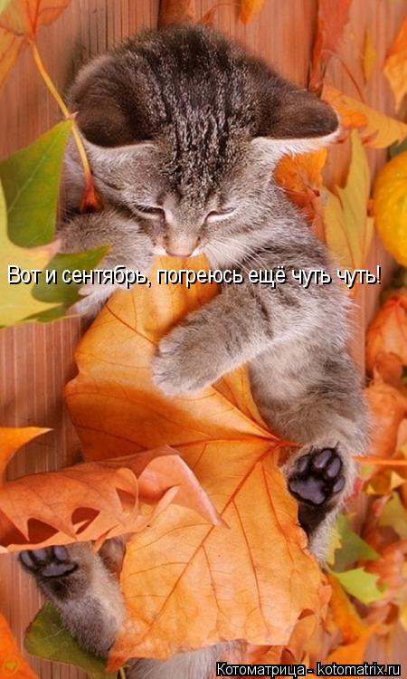 Котоматрица: Вот и сентябрь, погреюсь ещё чуть чуть!