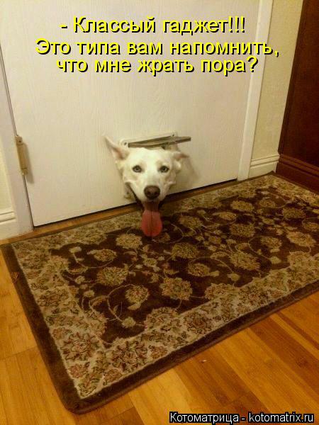 - Классый гаджет!!! что мне жрать пора? Это типа вам напомнить,... Котоматрица: - Классый гаджет!!! что мне жрать пора? Это типа вам напомнить,