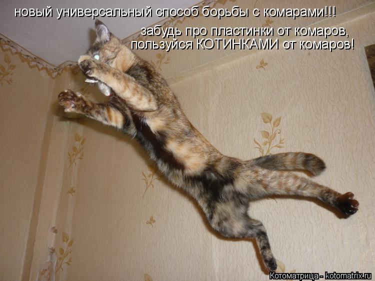 Котоматрица: новый универсальный способ борьбы с комарами!!!  забудь про пластинки от комаров, пользуйся КОТИНКАМИ от комаров!