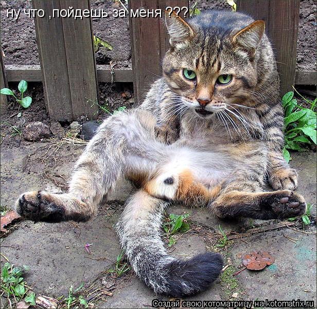 ну что ,пойдешь за меня ???... Котоматрица: ну что ,пойдешь за меня ???