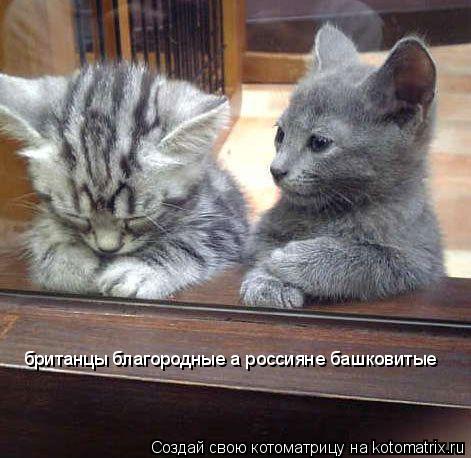 британцы благородные а россияне башковитые... Котоматрица: британцы благородные а россияне башковитые
